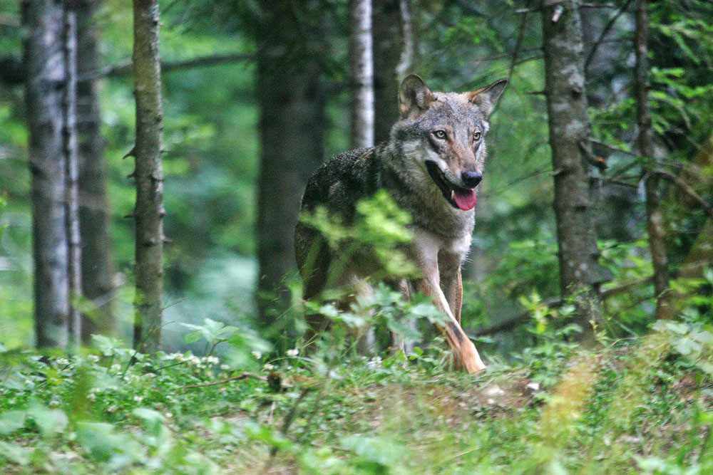 Sorpreso nel bosco. Lupo in Valle di Susa (foto di Dante Alpe)